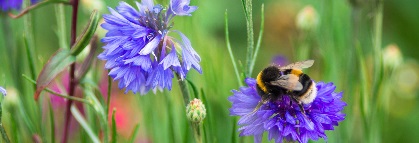 A fuzzy bee gathers nectar from vibrant purple flowers in a lush, green meadow. The scene evokes tranquility and the beauty of nature.