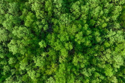 Aerial view of a dense, lush green forest canopy. The vibrant, varied shades of green leaves create a tranquil and refreshing natural landscape.