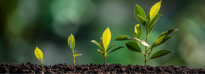 Four green seedlings show the clear progression of growth