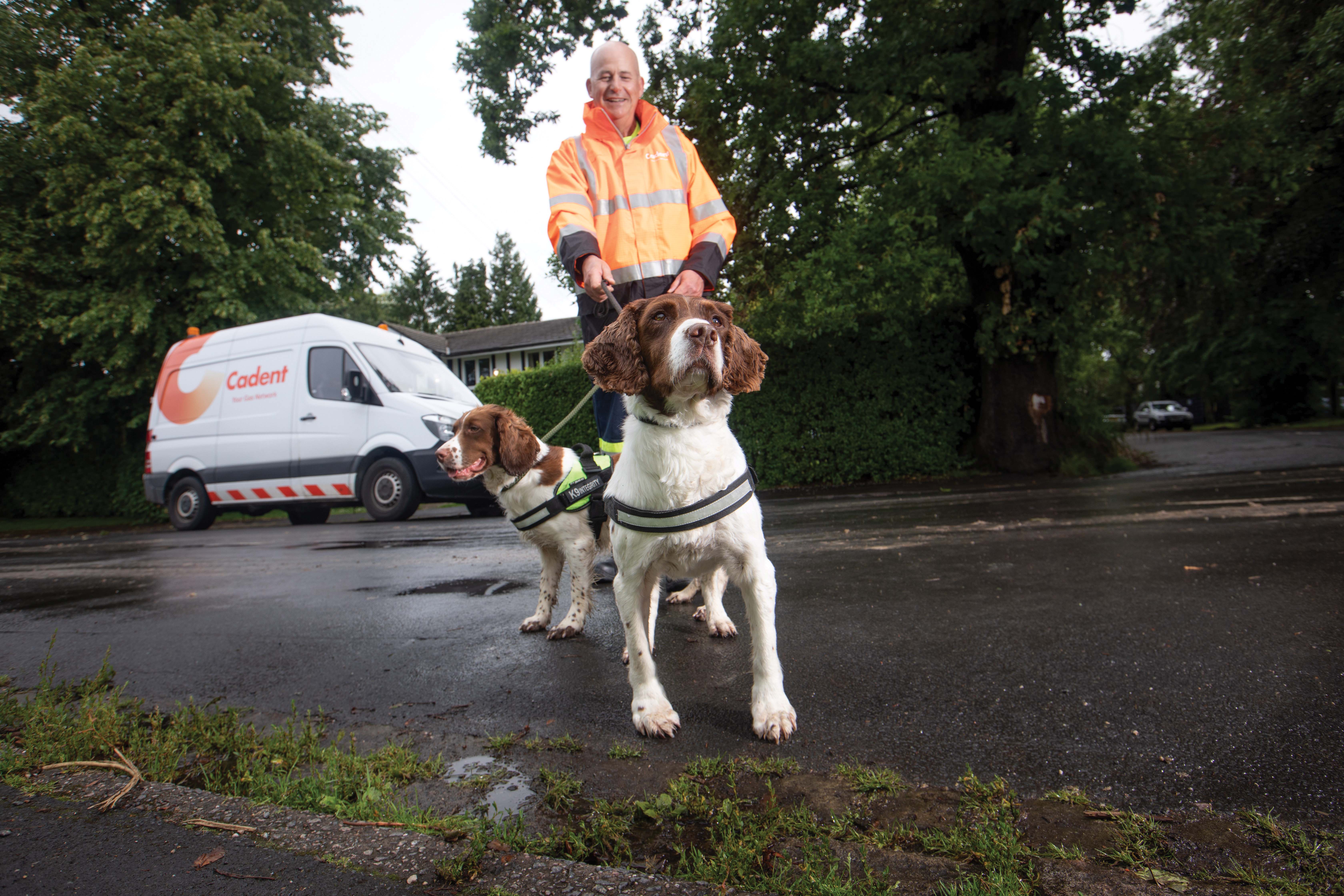 Older adult in a fluorescent jacket walks two dogs on a wet street. A service van is parked nearby. Trees and greenery surround the area. The dogs wear harnesses and focus ahead.
