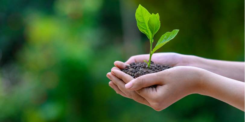 Close up of a woman's hands holding dirt with a small green plant sprouted in the centre againsted a blured green forest background